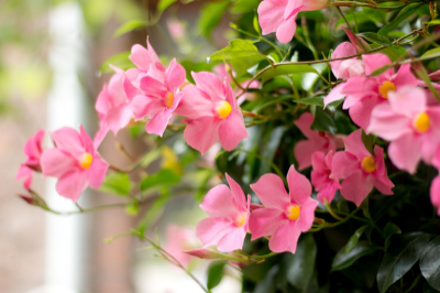 Red Mandevilla Plant