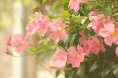 Mandevilla Red Plant