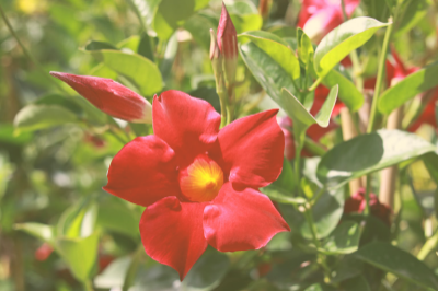 How Often to Water a Mandevilla Plant