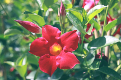 Mandevilla Plant Care Instructions