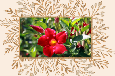 Mandevilla Plant Care Outdoors