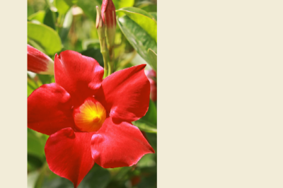 Mandevilla Plant Care Winter