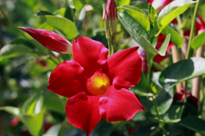 How to Care for a Mandevilla Plant Outdoors